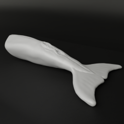 Summer the Dolphin