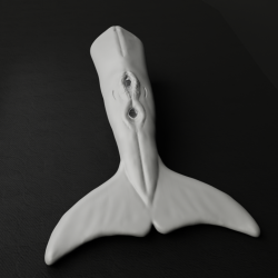 Summer the Dolphin