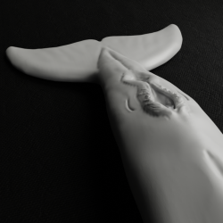 Summer the Dolphin