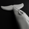 Summer the Dolphin